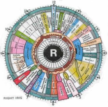 Human iris for iridology study